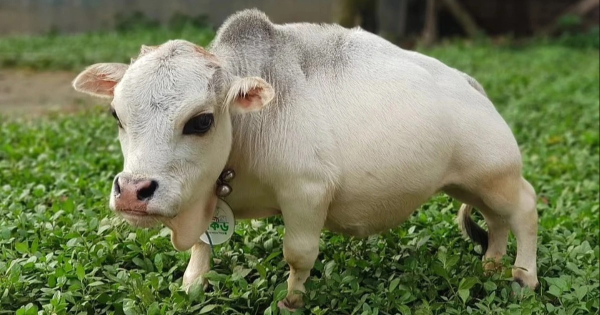 Chú bò tí hon nhất thế giới, chỉ cao... 51 cm - Vimarsana News
