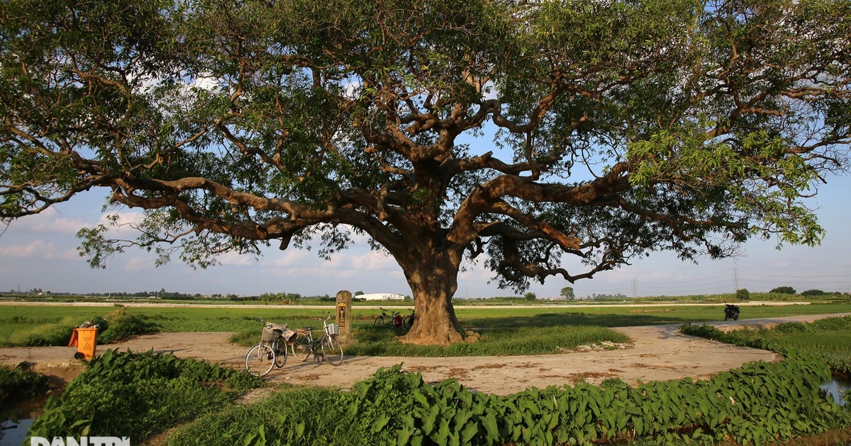 Cây muỗm 600 năm tuổi có nguy cơ chết khô vì bị quây bê tông quanh gốc - Vimarsana News