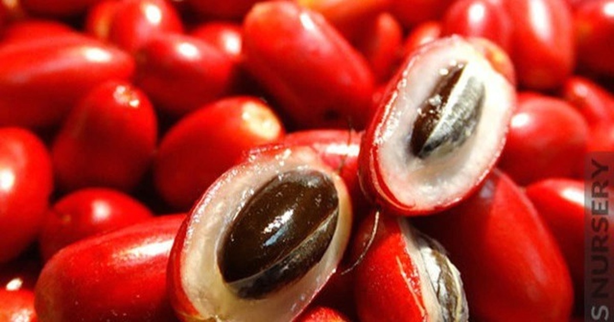 cây thần kỳ là cây gì