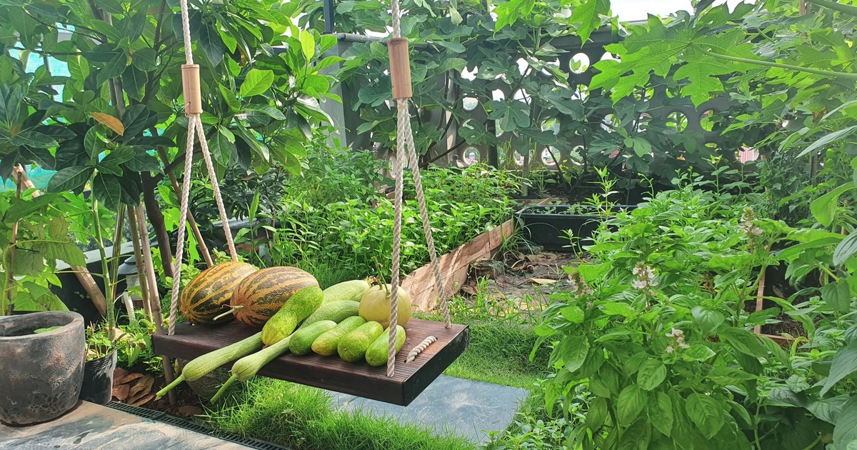 Hai vườn trĩu rau trái, ngát hương hoa hồng của gia đình Hà Nội - Vimarsana News