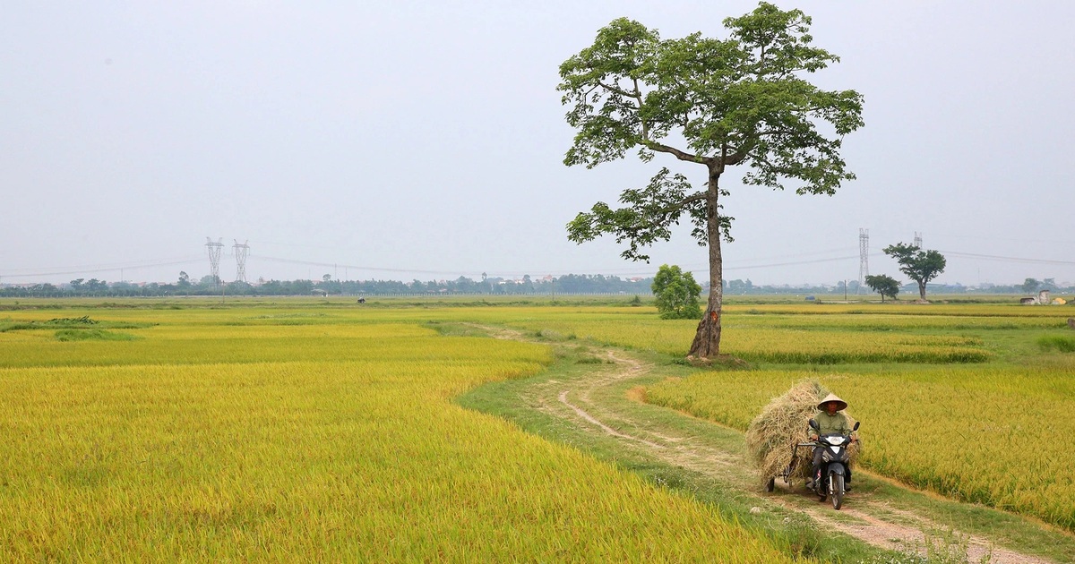 Hàng nghìn hợp tác xã kinh tế "đứt gãy" chuỗi cung ứng vì đại dịch Covid-19 - Vimarsana News