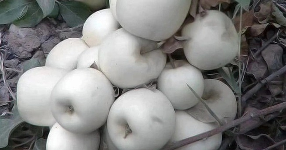 Loại táo "ma" có vỏ và ruột màu trắng muốt - Vimarsana News