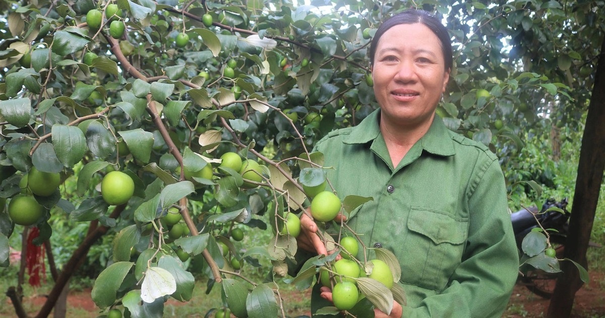 Hồ tiêu 