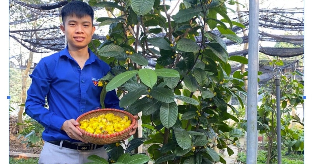Đc Nguyễn Thị Thanh  Bí thư tỉnh ủy tỉnh Ninh Bình thăm mô hình bảo tồn  và phát triển trà hoa vàng tại Công ty