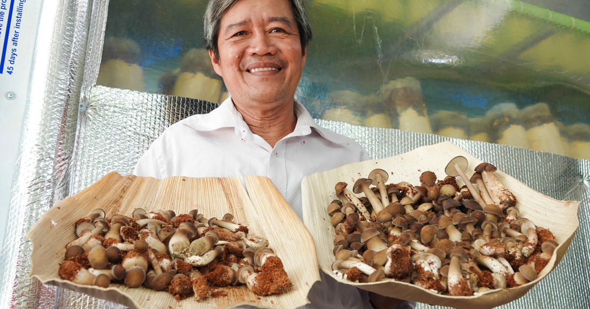 Sưu tầm Chia sẻ 56 về hình cây nấm hay nhất mới nhất 2023  Cấp Nước Lào  Cai