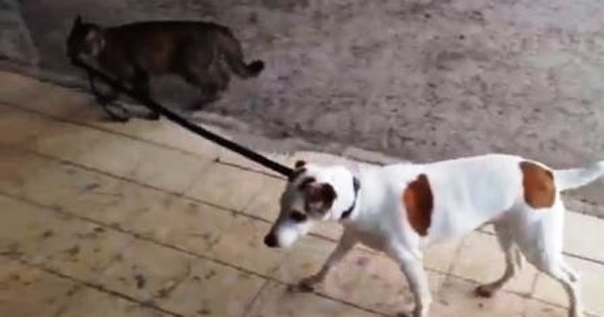 Hài hước clip mèo dắt chó về nhà