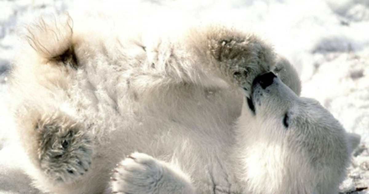 15 loài động vật đẹp nhưng cực kì nguy hiểm (phần 2)