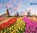 Khám phá lễ hội hoa xuân khắp thế giới