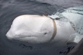 Cá voi trắng bị nghi là "gián điệp của Nga" xuất hiện ở Thụy Điển