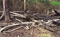 Những cánh rừng trên địa bàn Gia Lai bị lấn chiếm, khai thác gỗ trái phép