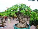 Bonsai cổ thụ dáng cực lạ giá cả trăm triệu ngóng "đại gia" dịp Tết Bonsai cổ thụ dáng cực lạ giá cả trăm triệu ngóng "đại gia" dịp Tết