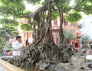 Sanh cổ vua Bảo Đại từng chơi, thời điểm “sốt” được định giá trên 30 tỷ đồng Sanh cổ vua Bảo Đại từng chơi, thời điểm “sốt” được định giá trên 30 tỷ đồng