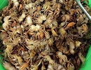 Ngã ngửa kho cua đồng đông lạnh: Ủ mưu mấy tháng, trúng đậm 1 ngày Ngã ngửa kho cua đồng đông lạnh: Ủ mưu mấy tháng, trúng đậm 1 ngày