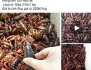 Dân Việt nhậu: Tôm hùm Trung Quốc nguy hại, bọ xít hôi khủng khiếp Dân Việt nhậu: Tôm hùm Trung Quốc nguy hại, bọ xít hôi khủng khiếp