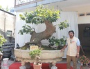 “Cụ” mai vàng Yên Tử, chết đi sống lại giá tiền tỷ “Cụ” mai vàng Yên Tử, chết đi sống lại giá tiền tỷ