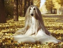 Chú chó tuyệt sắc có bộ lông dài mượt yêu kiều trở thành "mẫu ảnh chuyên nghiệp"