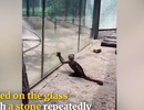 Xem chú khỉ dùng đá nện vỡ lồng kính hòng tẩu thoát
