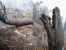Trăn khổng lồ thiệt mạng trong cháy rừng ở Indonesia