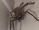 Hoảng hốt thấy nhện to bằng cái xoong “ngự” trong phòng khách