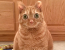 Chú mèo có đôi mắt to đến “kinh ngạc”