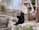 Video: Gấu "võ sư" múa gậy chuyên nghiệp không thua kém người