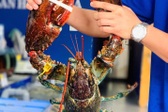 Imported seafood gains popularity in Vietnam as tariffs fall