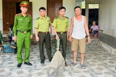 Three-metre rat snake safely removed from home in Nghe An