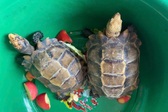 Two rare tortoises discovered at temple in Ha Tinh