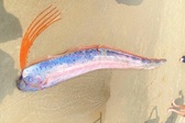 Two-metre oarfish washes ashore in Danang