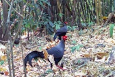 Rare pheasants spotted in Chu Mom Ray National Park