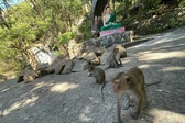 Dak Lak steps up controls after monkey attacks