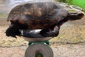 Lam Dong resident hands over rare elongated tortoise
