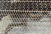 Rare python voluntarily handed over to authorities in Khanh Hoa