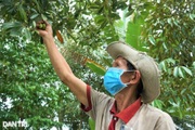 Từng là cây mọc dại nay cà na thành đặc sản "một vốn bốn lời"