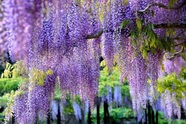 Ghé thăm những cánh đồng hoa xuân đẹp ngoạn mục ở Kansai
