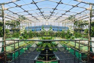 Hà Nội: Khu vườn sân thượng sum suê rau trái, nổi tiếng khắp mạng xã hội