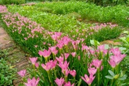 Cô giáo ở Bắc Giang làm vườn xanh mướt, trồng 20 loại hoa rực rỡ quanh nhà