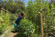 Giia đình ở Argentina"sống khỏe, trẻ lâu" nhờ làm vườn rau trái sạch