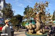"Phát sốt" với cây cóc cảnh chi chít trái ở Quảng Ngãi