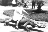 Thực hư tấm ảnh đứa trẻ thản nhiên cưỡi, chơi đùa với cá sấu