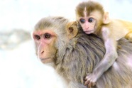 Ngôi làng đặc biệt cho khỉ đứng tên đăng ký sở hữu 129.000m2 đất