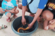 Nông dân ở Thái Lan bắt được con lươn lạ, dân làng đổ đến xem