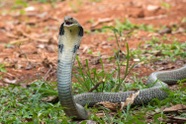 Cậu bé 8 tuổi cắn chết rắn hổ mang ở Ấn Độ