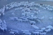 Bí ẩn hàng trăm con cừu di chuyển vòng tròn liên tục 12 ngày đêm