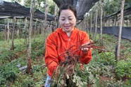 Người phụ nữ liều đưa giống đan sâm về phủ xanh mảnh đất bazan