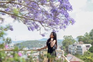Purple blooms transform Dalat into a romantic draw