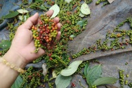 Vietnam pepper exporter loses USD 600,000 in fraud case