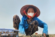 Clam harvesters brave tides for a living in Nghe An