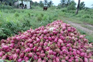 Dragon fruit glut leaves crops unharvested in Lam Dong