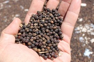 Vietnam's pepper exports earn USD 1.39 billion in nine months
